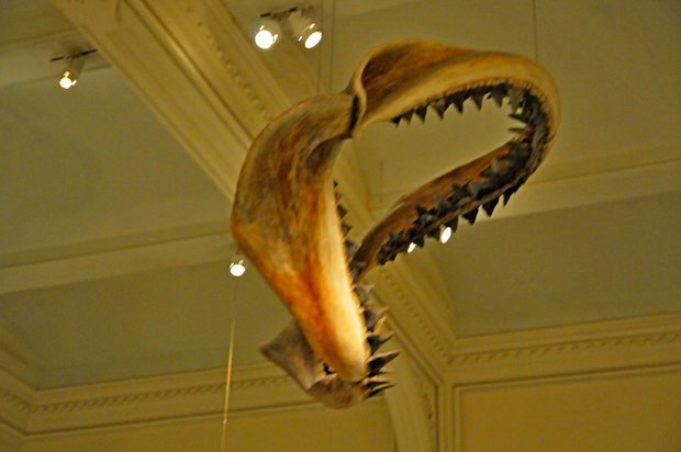 Американский музей естественной истории, American museum of Natural History, Нью-Йорк, США, рептилии