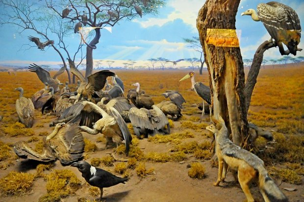 Американский музей естественной истории, American museum of Natural History, Нью-Йорк, США, животные Африки