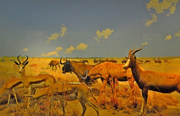 Американский музей естественной истории, American museum of Natural History, Нью-Йорк, США, животные Африки