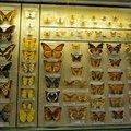 The Batterfly conservatory in American museum of Natural History,  Выставка бабочек в Американском музее естественной истории