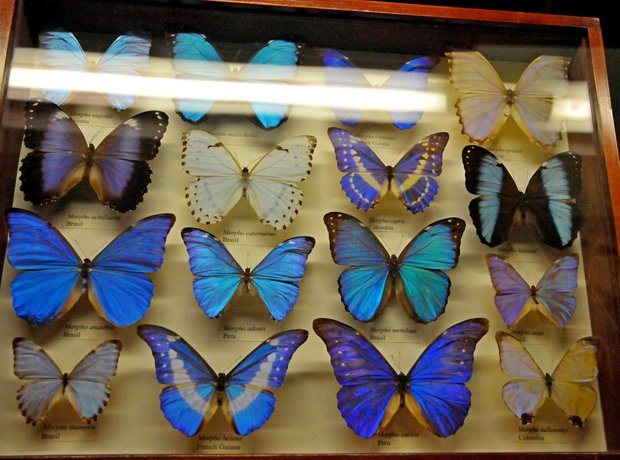 The Batterfly conservatory in American museum of Natural History,  Выставка бабочек в Американском музее естественной истории