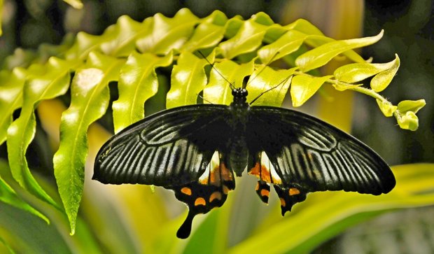The Batterfly conservatory in American museum of Natural History, Выставка бабочек в Американском музее естественной истории