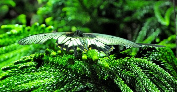 The Batterfly conservatory in American museum of Natural History, Выставка бабочек в Американском музее естественной истории
