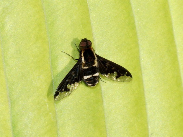 Печальница маврская (Hemipenthes maura), Bombyliidae
