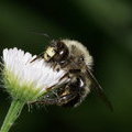 Пчела Anthohora furcata (самец)
