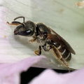 Пчелка Halictus (Seladonia) sp. (самка)