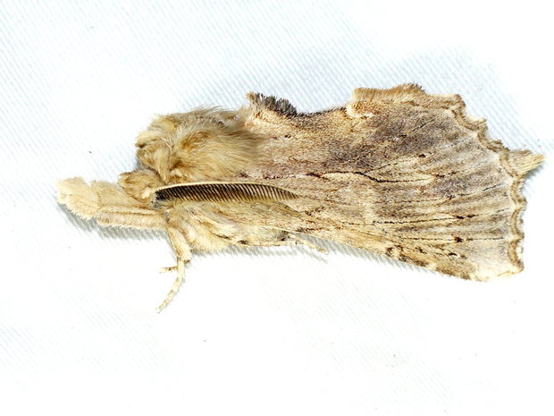 Хохлатка остроголовая (Pterostoma palpina)