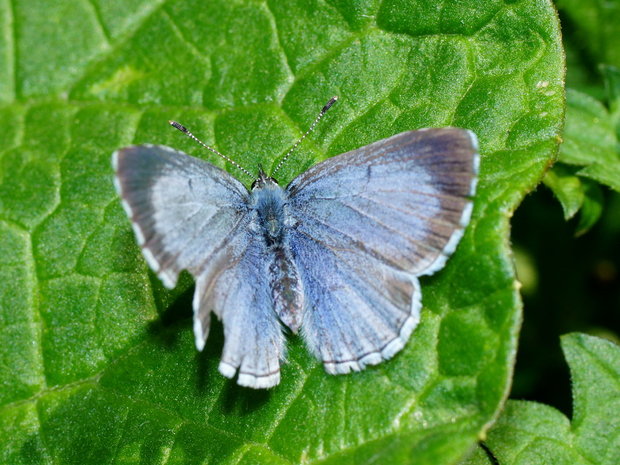 Голубянка крушинная или весенняя (Celastrina argiolus), самка