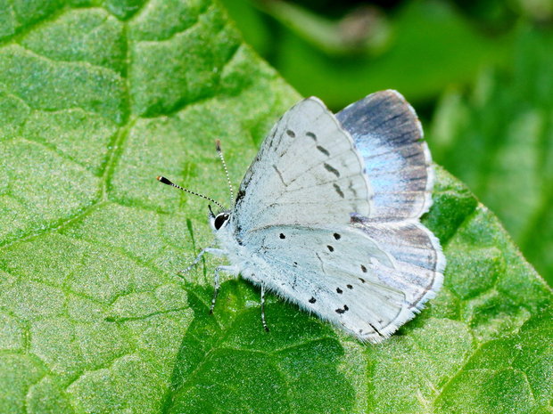 Голубянка крушинная или весенняя (Celastrina argiolus), самка