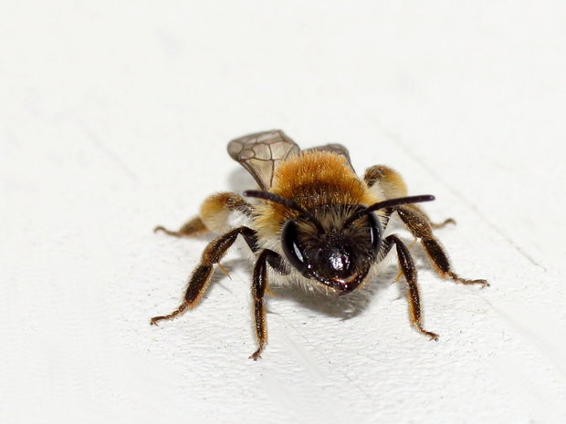Грозный пчел