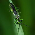 Пилильщик зелёный (Rhogogaster viridis)