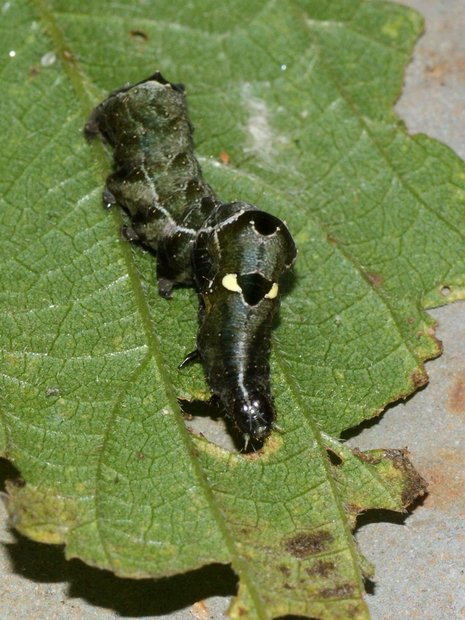 Гусеница Металловидки крапивной (Abrostola triplasia), LINNAEUS, 1758