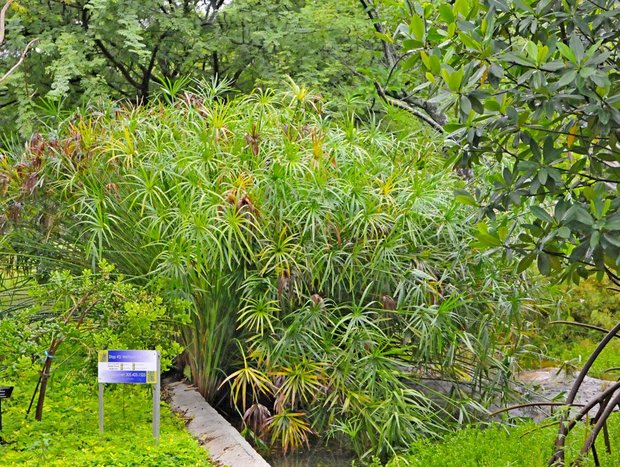 Ботанический сад, Miami Beach, Florida, the USA
