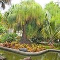 Ботанический сад, Miami Beach, Florida, the USA