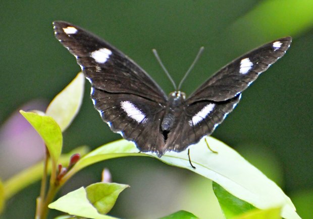 Парк бабочек , Key-West, Florida, USA