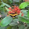 Парк бабочек , Key-West, Florida, USA