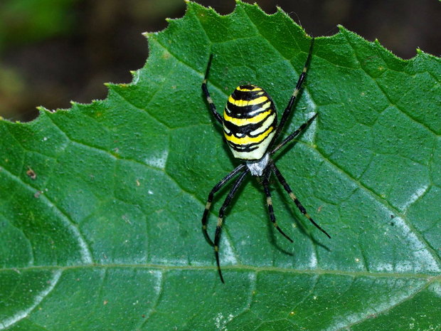 Аргиопа Брюнниха, или паук-оса (Argiope bruennichi)