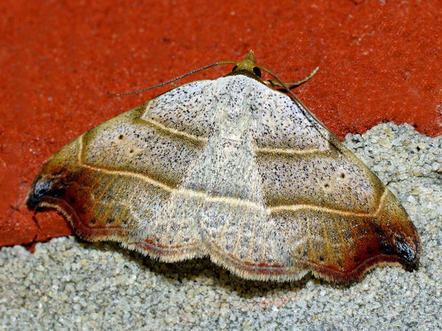 Совка серпокрылая, совка лишайниковая, ленточница лишайниковая, совка ласпейрова (Laspeyria flexula)