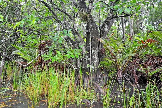 Национальный парк Эверглейдс, Флорида, США 
