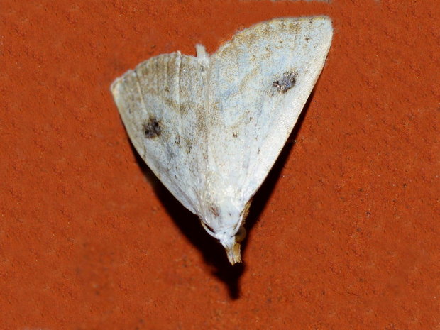 Совка малорослая (Rivula sericealis)