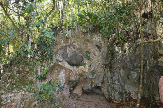 Растительность острова. Нацпарк Лос Хаитесес (Parque Los Haitises)