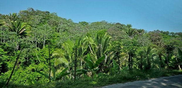 Остров Роатан, Гондурас, из окна автобуса
