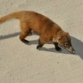Punta Sur Eco Beach Park, Остров Консумель, Мексика, коати