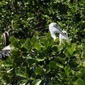 Гнездо с птенцами пеликанов