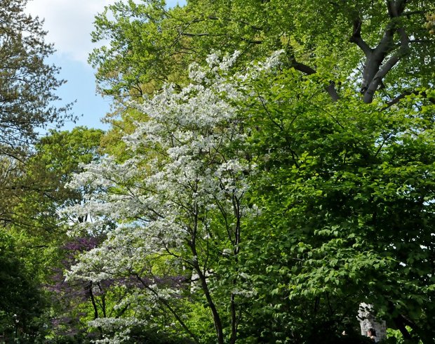 Центральный парк, Нью-Йорк, США, май 2015