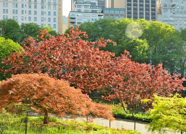 Центральный парк, Нью-Йорк, США, май 2015