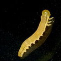 Личинка пилильщика Tenthredinidae