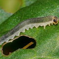 Пилильщик травяной щавелевый (Ametastegia equiseti)