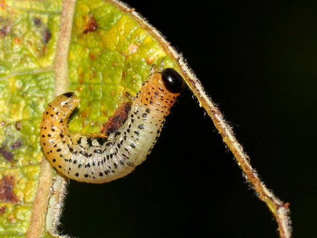 Личинка пилильщика Euura (Pteronidea) miliaris