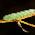 Личинка пилильщика Tenthredopsis sp. 