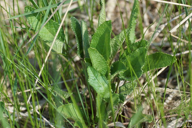 Буквица лекарственная (Stachys officinalis)