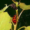 Красный жук со товарищи (Ивовый изменчивый листоед / Gonioctena viminalis)