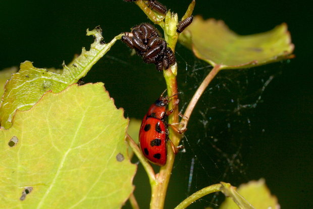 Красный жук со товарищи (Ивовый изменчивый листоед / Gonioctena viminalis)