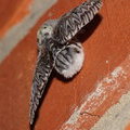 Меховушка - Гарпия большая (Cerura vinula), самка