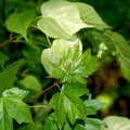 Клен полевой (Acer campestre)