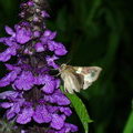 Ночная бабочка на цветке - Металловидка золотая (Diachrysia chrysitis)