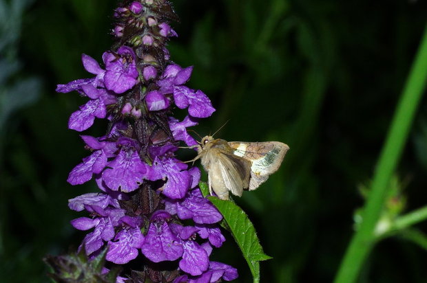 Ночная бабочка на цветке - Металловидка золотая (Diachrysia chrysitis)