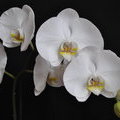 Орхидея- белое на черном.