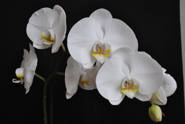 Орхидея- белое на черном.