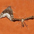 Совка-листовертка темно-серая (Protodeltote pygarga) и пальцекрылка