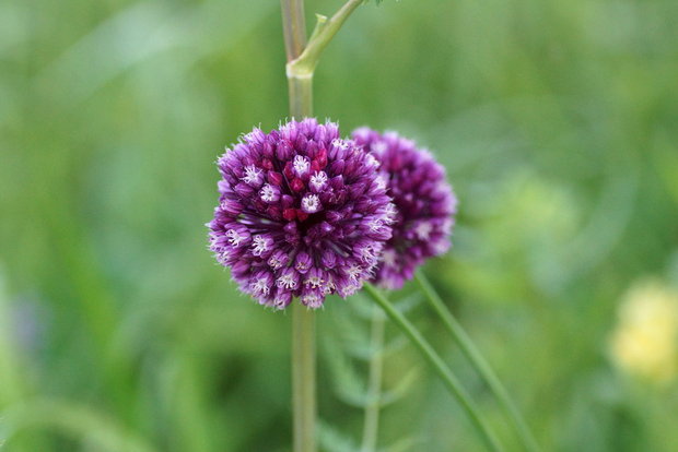 Лук круглоголовый (Allium sphaerocephalon)