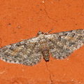 Пяденица Eupithecia icterata
