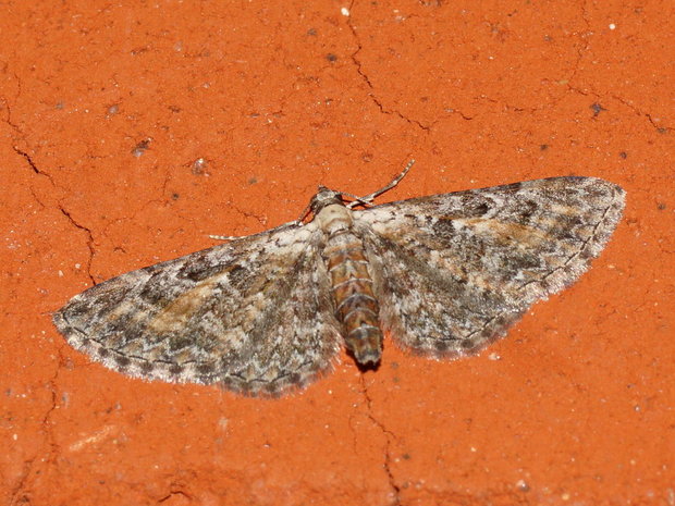 Пяденица Eupithecia icterata