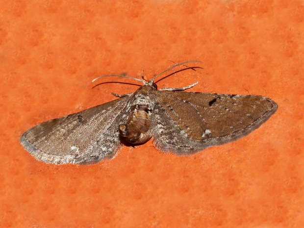 Цветочная пяденица хмелёвая (Eupithecia assimilata)
