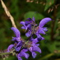 Шалфей луговой (Salvia pratensis)