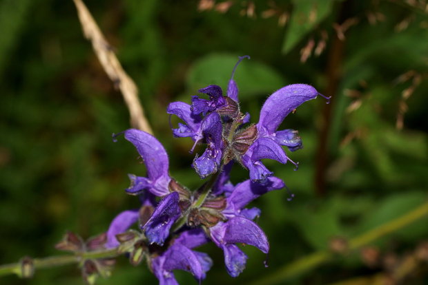 Шалфей луговой (Salvia pratensis)